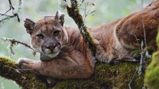 Illustration for article titled Inbred Cougars in Southern California Are Sprouting Crooked Tails